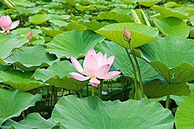 平台最贵游戏《隐秘与未知》上架steam 售价近1.5万元